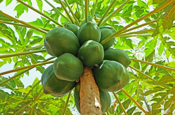 Frutta di Papaya — Foto Stock