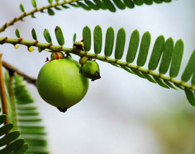 Phyllanthus Emblica, Hint bektaşi üzümü