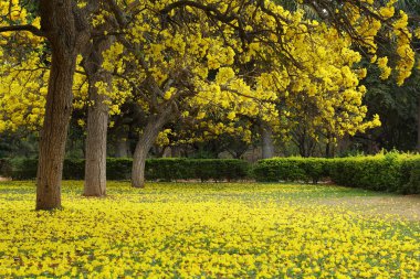 Tabebuia Argentea ağaçlar tam Bloom