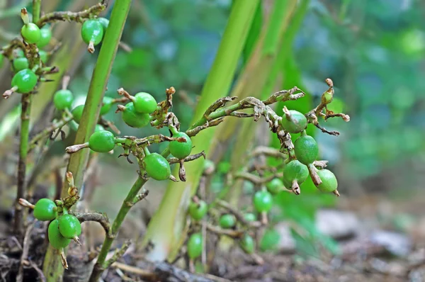 Незрілі кардамонні стовпи в рослині — стокове фото