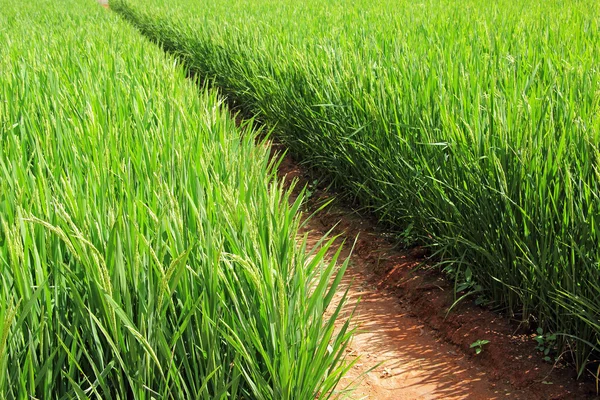 Campo de planta de arroz — Foto de Stock