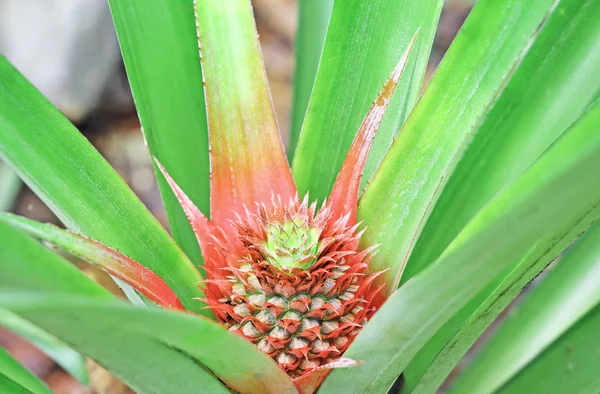 Нежный ананас — стоковое фото