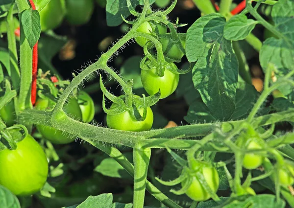 Unripe Tomatoes — Stock Photo, Image