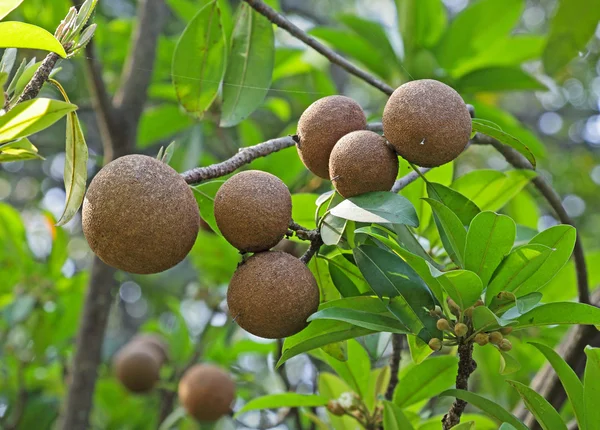 Frutos do género Sapodilla — Fotografia de Stock