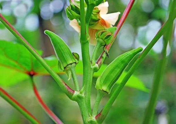 Dedos tiernos, Okra —  Fotos de Stock