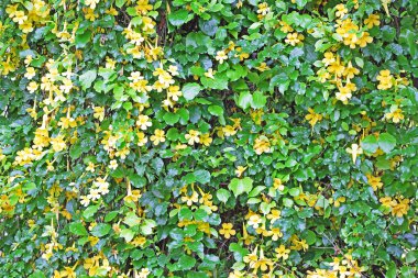 Sarı çiçekli sarmaşık duvar