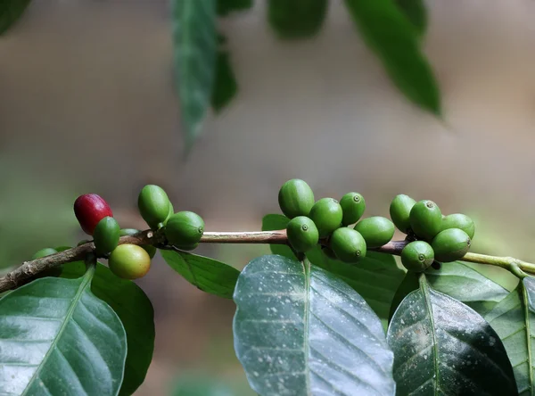 Hindistan'dan organik kahve çekirdekleri — Stok fotoğraf