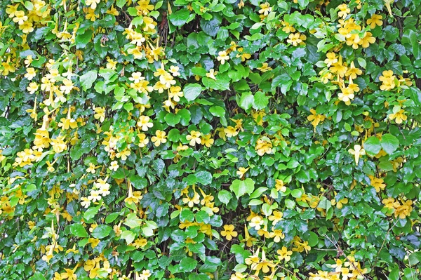 Fal-, szőlő, sárga virágok — Stock Fotó