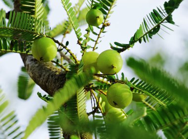 Hint bektaşi üzümü, Phyllanthus Emblica