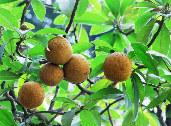 Frutti di Sapodilla — Foto Stock