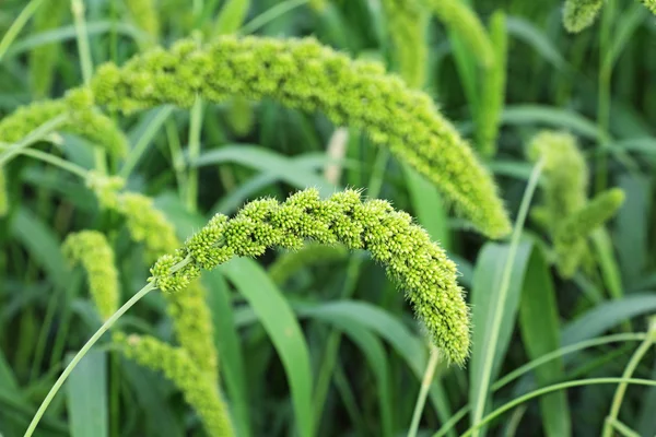 Indyjski Foxtail Millet — Zdjęcie stockowe