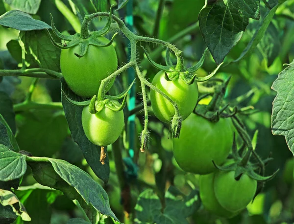 Unripe Tomatoes — Stock Photo, Image