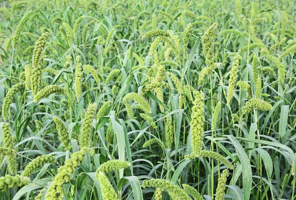 RÄVSVANS Millet fält — Stockfoto