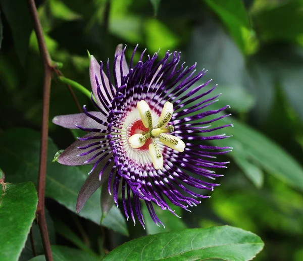 Flor de fruta de la pasión — Foto de Stock