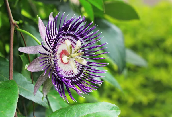 Flor de maracujá — Fotografia de Stock