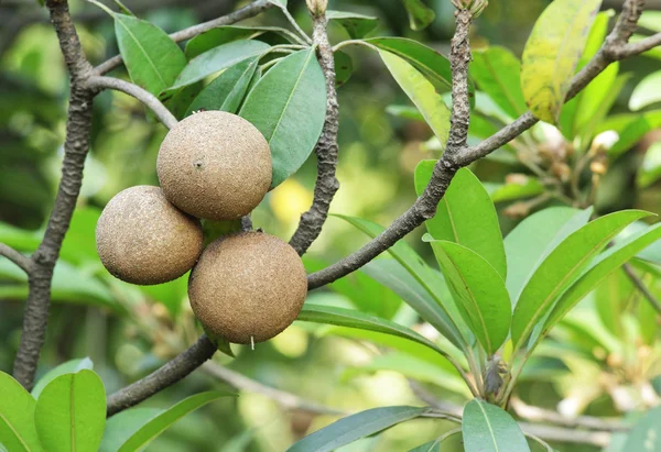 Frutos do género Sapodilla — Fotografia de Stock