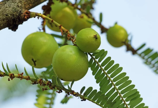 Indian Gooseberry Phyllanthus Emblica — Stock Photo, Image