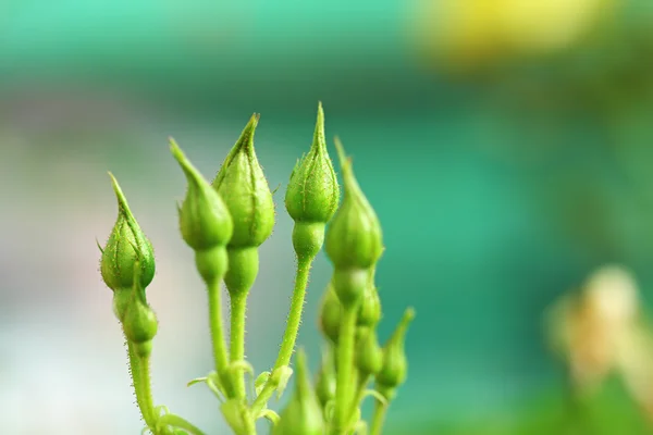 Buds de rosa — Fotografia de Stock