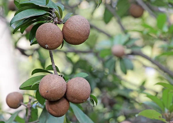 Frutos do género Sapodilla — Fotografia de Stock