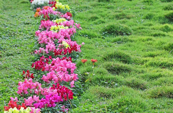 Haie de fleurs dans la pelouse en herbe — Photo