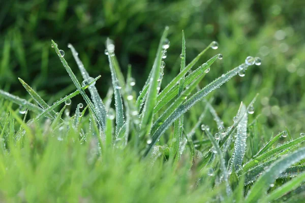 Gras bedekt met dauw druppels — Stockfoto