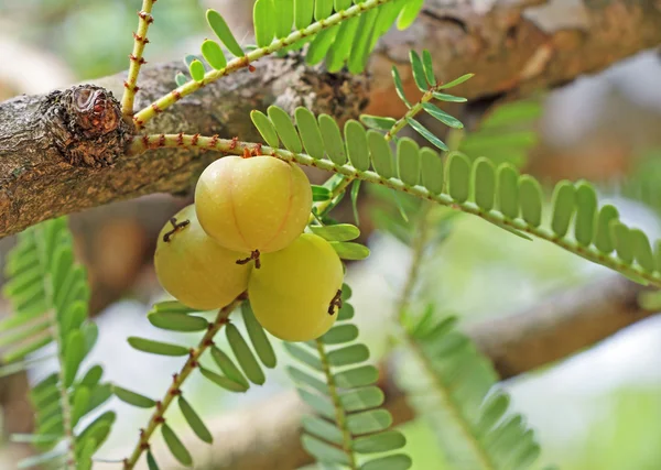 Indian Gooseberry — Stok fotoğraf