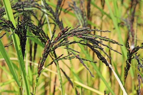 Rice stjälk med korn — Stockfoto