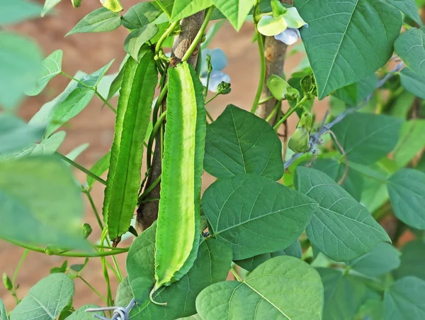 Winged Beans Psophocarpus Tetragonolobus — Stock Photo, Image