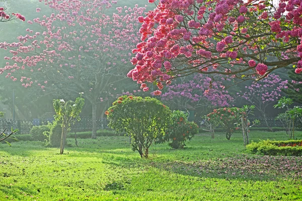 Árboles en plena floración con flores rosadas —  Fotos de Stock