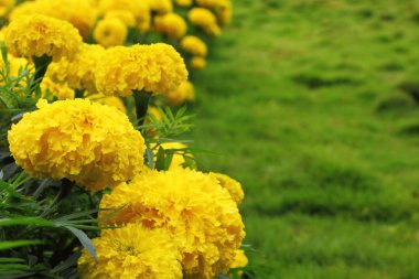 Sarı marigolds