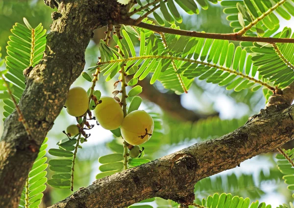 Indický angrešt, Phyllanthus Emblica — Stock fotografie