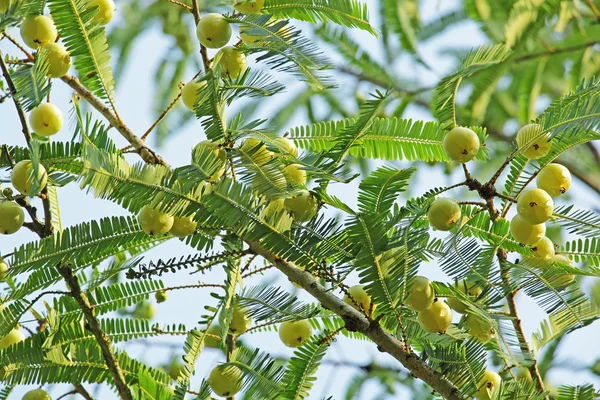 Indický angrešt, Phyllanthus Emblica — Stock fotografie