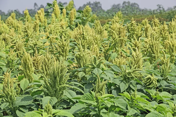 Indiai zöldmezős amarant Stock Fotó