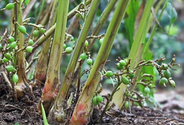 Filtros de especiarias de cardamomo não maduros na planta — Fotografia de Stock