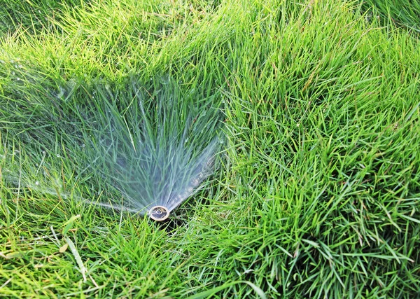 Liten gräsmatta vatten Sprinkler Stockbild