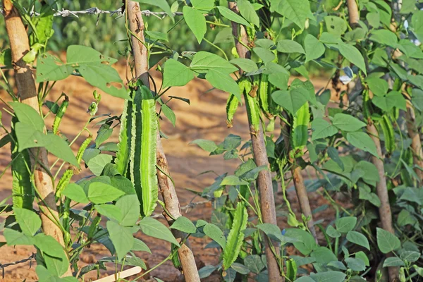 날개 달린 콩 Psophocarpus Tetragonolobus 로열티 프리 스톡 사진