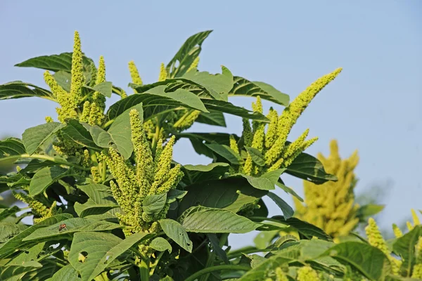 Amaranto verde da Índia — Fotografia de Stock