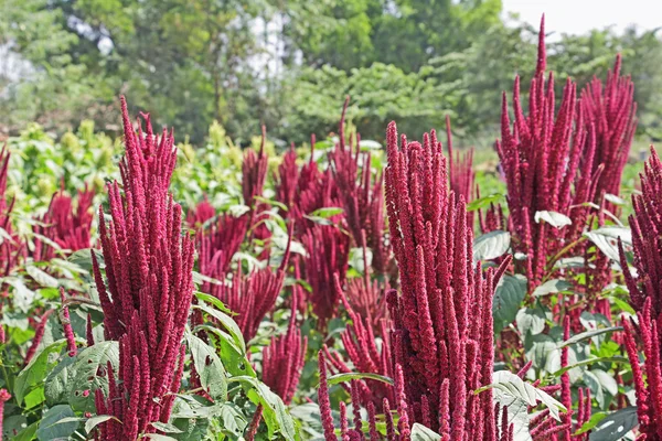 인도 붉은 자줏빛 필드 스톡 사진