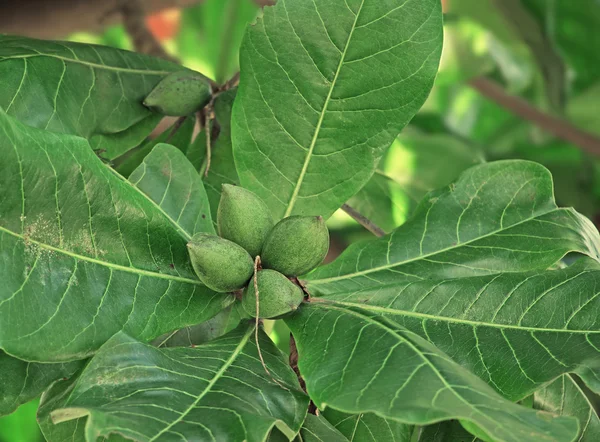 Tropiska Almond frukter i anläggningen Royaltyfria Stockfoton