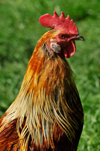 Rooster Royalty Free Stock Images
