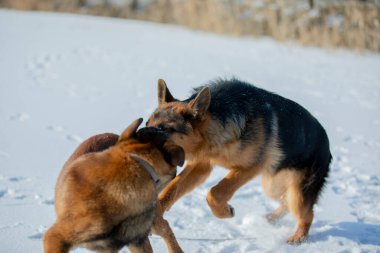 Alman çoban ve Belçikalı çoban Malinua kış mevsiminde oynuyorlar.