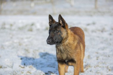 Köpek Malinua Belçikalı kış çobanı