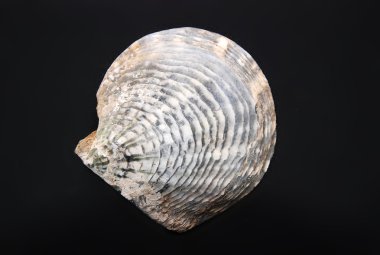 Seashells clipart