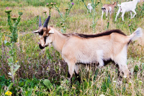 Kinder goat stands. — Stock Photo, Image