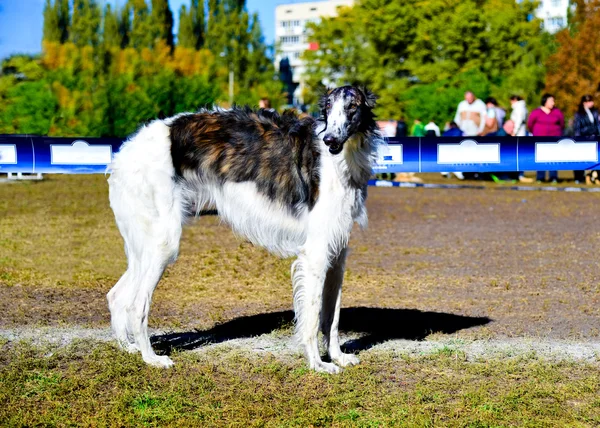 Borzoi 러시아 개 야외. — 스톡 사진
