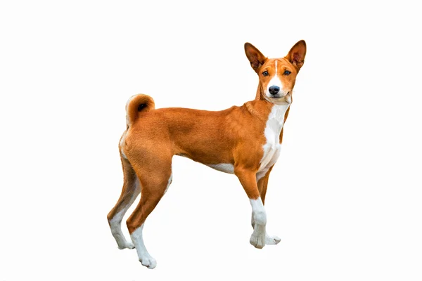 Basenji sur blanc . — Photo