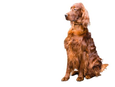 Irish Setter on white.   clipart