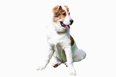 Orta Asya çoban köpeği beyaz. 