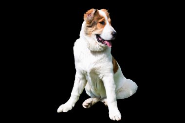  Orta Asya çoban köpeği siyah. 