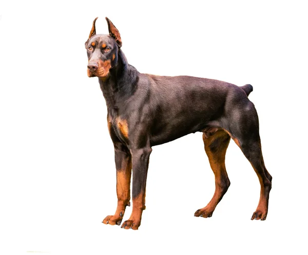 Doberman Pinscher bruna på vit. — Stockfoto